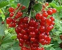 Саженцы смородины красной Уральская красавица