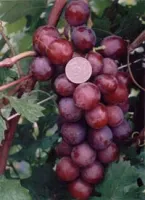 саженцы винограда Нина