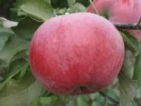 Саджанці яблунь Делічія