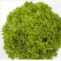 Салат головчатых (бол.) 10г