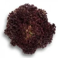 Салат листовой СЕНСИБЕЛЬ (1000 семян) дараже Rijk Zwaan