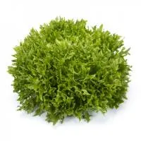 Салат саланова ЭКЗАМ (1000 семян) драже Rijk Zwaan