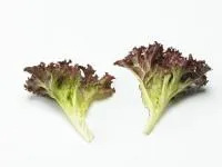 Салат лолло росса ЭЗРА (5000 семян) Enza Zaden