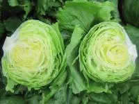 Салат айсберг ГЛЕНДАНА (5000 семян) Enza Zaden