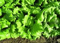 Салат айсберг ГАЛЕРА (5000 семян) драже Nunhems