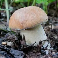 Мицелий Белый гриб сосновый 60 мл.