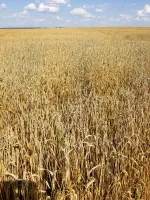 Семена озимой пшеницы сорта Элегия